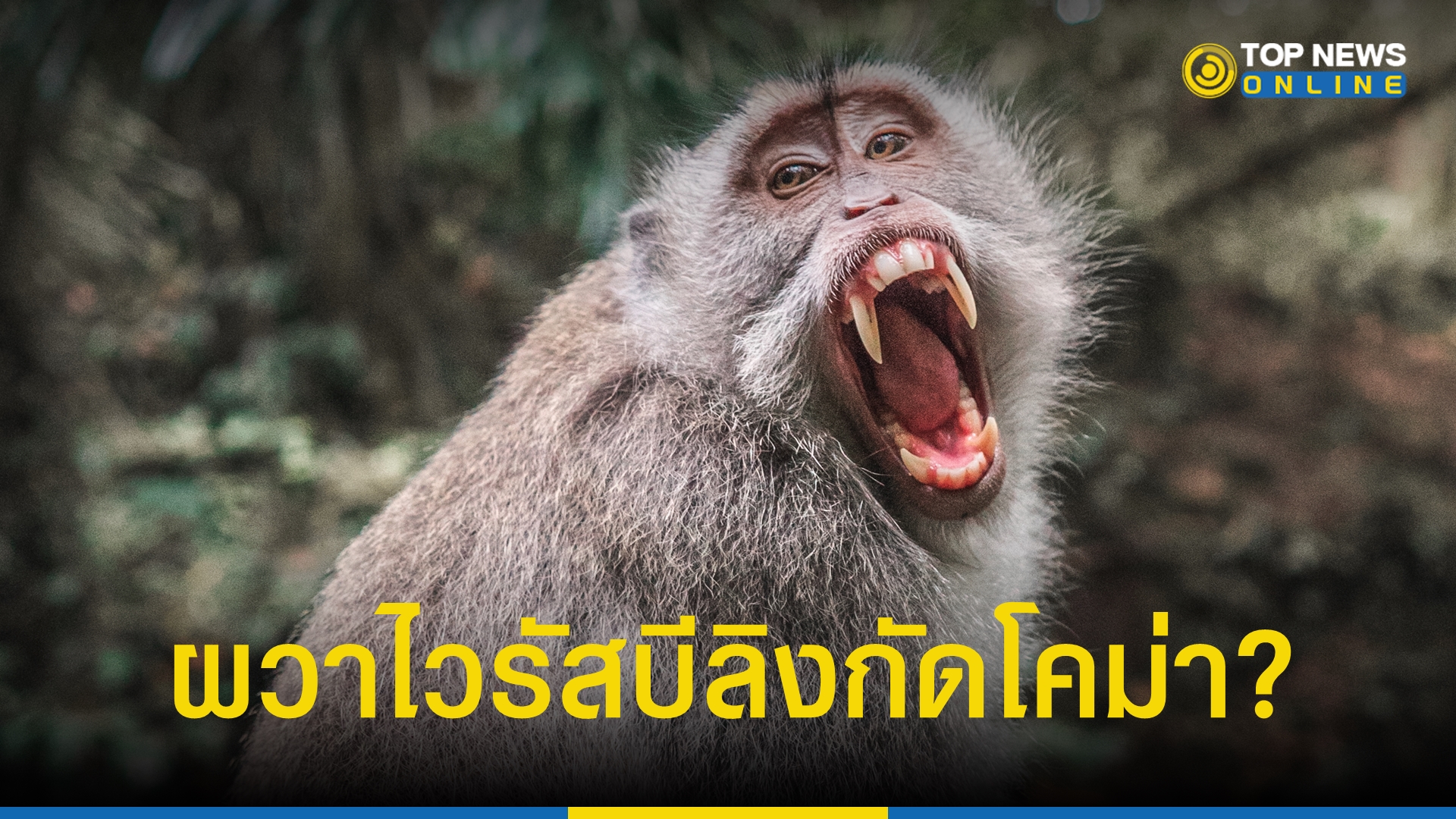 "Monkey B" ชายวัย 37 ปี ถูกกัดติดเชื้อโคม่า ลิงในไทยมีเชื้อ?