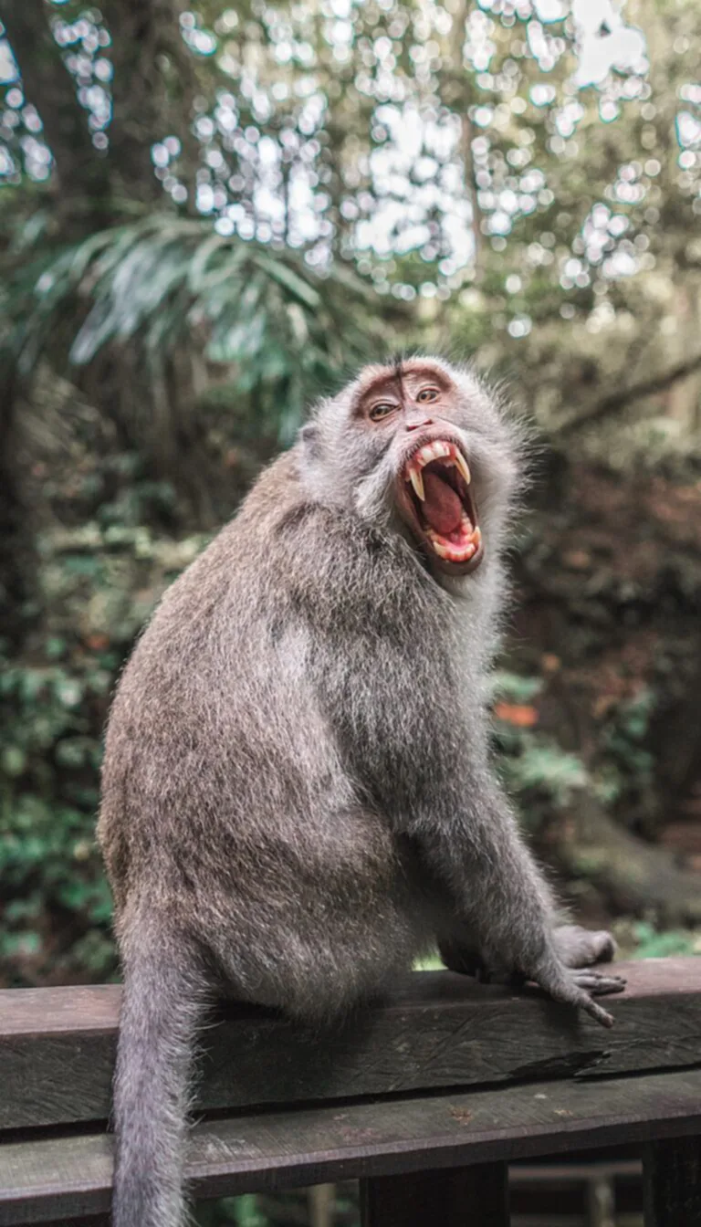 ฮ่องกงพบผู้ติดเชื้อ Monkey B รายแรก หลังถูกลิงกัดจนอาการวิกฤติ จับตาสถานการณ์ลิงในไทยมีเชื้อหรือไม่