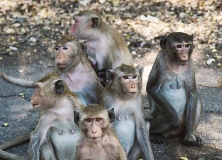 ฮ่องกงพบผู้ติดเชื้อ Monkey B รายแรก หลังถูกลิงกัดจนอาการวิกฤติ จับตาสถานการณ์ลิงในไทยมีเชื้อหรือไม่