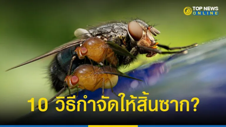รำคาญ แมลงวันแมลงหวี่ 10 วิธีกำจัดให้สิ้นซากไม่กลับมากวนใจ