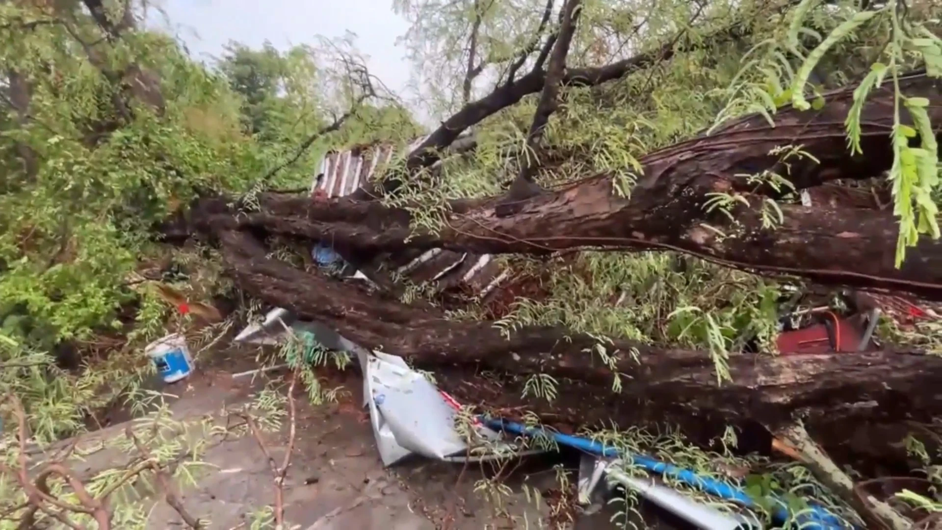 ต้นมะขามยักษ์ หักโค่นทับบ้านพัง 3 ชีวิตรอดหวุดหวิด