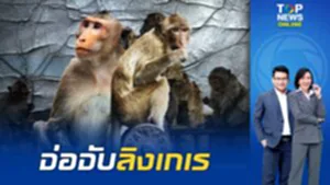 "กรมอุทยานฯ" จ่อจับลิงเกเร 300 ตัว ไปสวนลิงลพบุรีพร้อมใช้งานชุดแรก