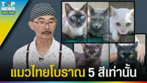 17 "แมวไทยโบราณ" เหลือรอดเพียง 5 สายพันธุ์ 5 สีนี้ ศุภลักษณ์ หายากที่สุด