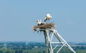 (EcoChina)CHINA-ANHUI-ORIENTAL WHITE STORKS-PROTECTION (CN)