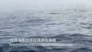 ประมงจีนพบโลมานับร้อย