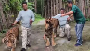 Indian-tourist-tiger3