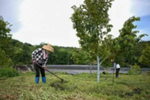 (HainanOutlook)CHINA-HAINAN-BAOTING-DURIAN-PLANTING (CN)