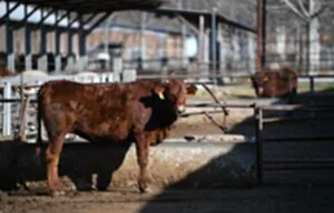 CHINA-SHAANXI-NATIONAL BEEF CATTLE IMPROVENMENT CENTER (CN)