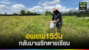 ปก