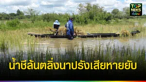 ปก