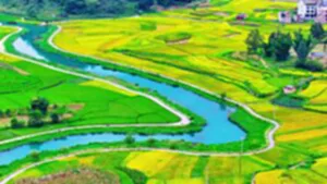 ทุ่งนาสีสันสดใสส่งสัญญานฤดูเก็บเกี่ยว