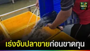 ปก web เร่งจับปลาขายก่อนกำหนด