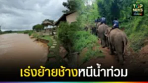 ปก web เร่งย้ายช้างหนีน้ำท่วม
