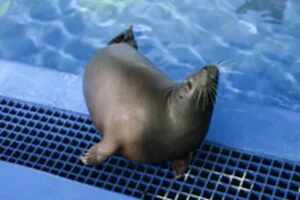 (HainanOutlook) CHINA-HAINAN-LINGSHUI-SEAL RESCUE (CN)