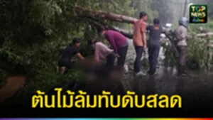 ปก web ต้นไม้ล้มทับดับสลด