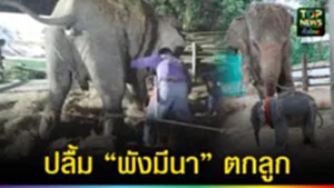 ปก web ปลื้ม “พังมีนา” ตกลูก