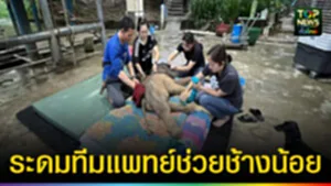 ปก web ระดมทีมแพทย์ช่วยช้างน้อย