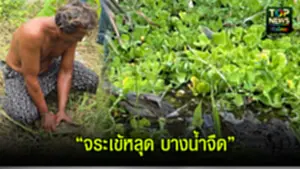 ข่าวจระเข้