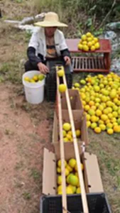 คนงานจีนคัดส้มด้วยไม้