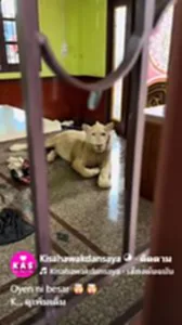 คลิปอพยพสิงโค