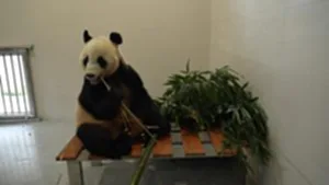 จีนเปิดฐานแพนด้ายักษ์แห่งใหม