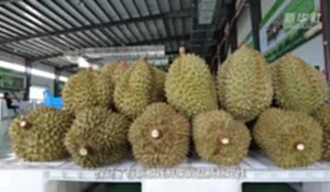 จีนไทยเพิ่ม 5 ด่านนำเข้า