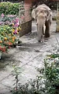 ช้างเอเชียบุกบ้านยูนนาน2