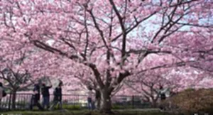 ญี่ปุ่นโวยจีนเตือนพลเมือง