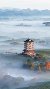 ทะเลหมอกห่มไร่ชาที่กุ้ยโจว