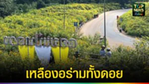 ปก web เหลืองอร่ามทั้งดอย