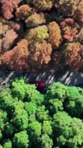 ป่าไม้ 2 สี