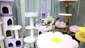 สินค้าไอเดียสร้างสรรดันศกสัตว์เลี้ยง