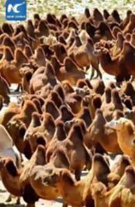 อูฐโกบี