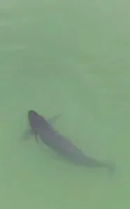 โลมาไร้ครีบแยงซี 12 ตัว