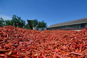 CHINA-TIANJIN-PEPPERS-PLANTING (CN)