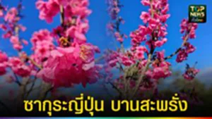 ปก web ซากุระญี่ปุ่น บานสะพรั่ง