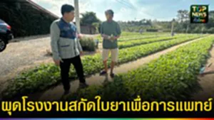 ปก web ผุดโรงงานสกัดใบยาเพื่อการแพทย์