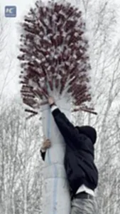 ผู้คนแห่ปีนต้นถังหูลู่ยักษ์