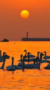 ฝูงหงส์เนรมิตชายฝั่งซานตง