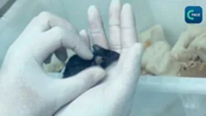 หนูทดลองกลับโลกพร้อมนักบินเสินโจว