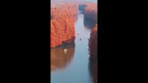 เพลิดเพลินป่าสนแดงเซี่ยงไฮ้