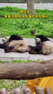 แพนด้าแฝดเคลื่อนไหวพร้อมกัน