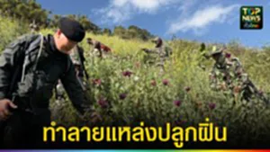 ปก web ทำลายแหล่งปลูกฝิ่น
