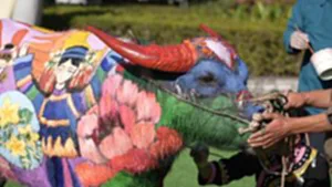 วาดลวดลายบนควายยูนนาน