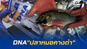 งานวิจัยกรมประมง–จุฬาฯ ชี้ DNA "ปลาหมอคางดำ"มีหลากหลายทางพันธุกรรมไม่ได้มีแบบเดียวกัน