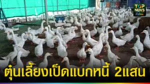 ปก web ตุ๋นเลี้ยงเป็ดแบกหนี้ 2แสน